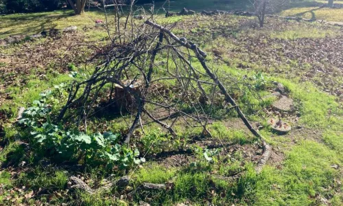 DIY Creek Monster Garden Activity