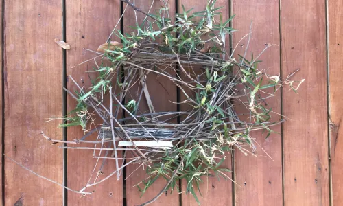 DIY Creek Monster Nest Activity