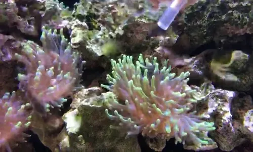 Meet Cnidarian