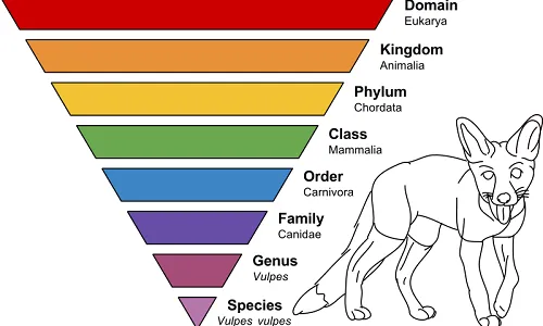 Phyla of Animals in the Ocean Worksheet