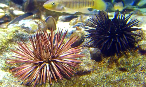 Meet Echinodermata