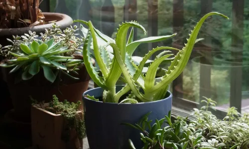 Track A Plant's Movement Experiment